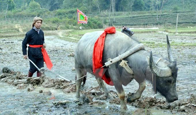 越南宣光省下田节热闹登场