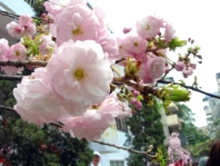 Japanese ambassador plants cherry flowers in Da Lat