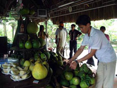 Change of air at weekends in Tan Trieu Pomelo Village