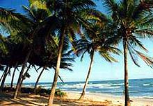 Rows of coconut trees in Phan Thiet 