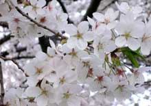 Hanoi to host 3rd cherry blossom festival