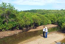 Salt-marsh forest in Hoa Lan Island