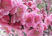 Peach Flower in Hanoi