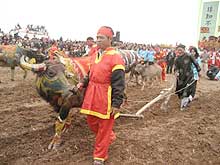 1,000-year-old ploughing festival restored