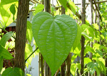 Visiting Betel Garden and Bang Lang Shrine in An Giang