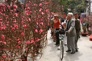 Colours of the Flower Markets