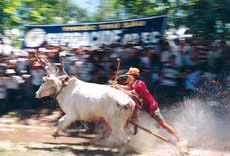 Chariot racing - Vietnam style