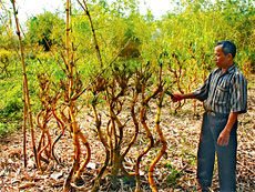 Farmer makes 1,000 bamboo dragons for Hanoi millennium 