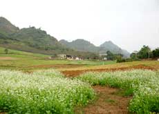 Moc Chau Plateau is attractive in spring