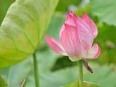 Pink lotus leads vote for national flower 