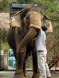 Riding elephant in Buon Don