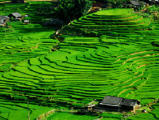 Hoang Su Phi terraced fields recognized as national heritage