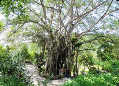 Lao Cai's ancient banian is heritage tree