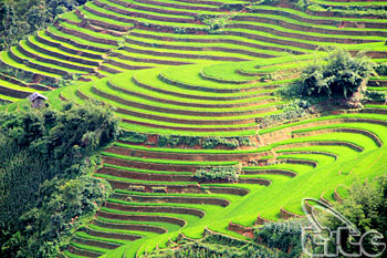 Tours to terraced field areas to be promoted