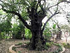 Quang Ngai has first Heritage Tree 