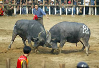 Buffalo fighting festival opens in Phu Tho