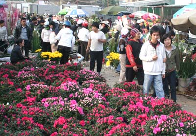 Hanoi to hold 65 Lunar New Year flower markets 