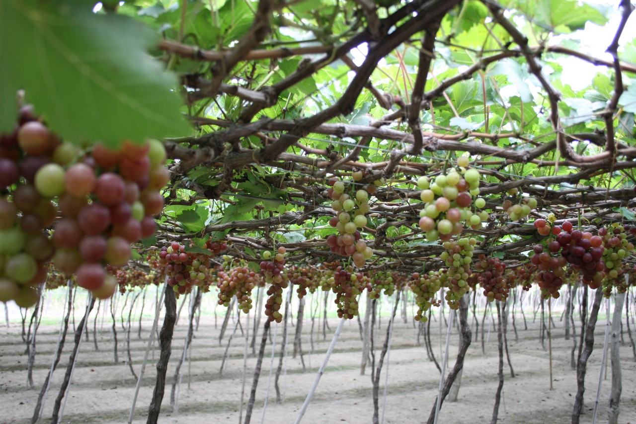 International grapes and wine festival 2014 in Ninh Thuan