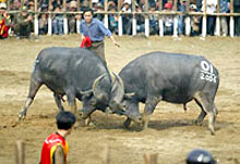 Reconstitution de la Fête des combats de buffles de Phu Ninh