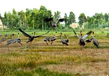 De nombreux oiseaux rares vivent dans le parc de Tram Chim 