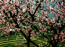 Le printemps dans le Tây Bac