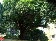 Hanoi: des arbres du temple  de Voi Phuc reconnus patrimoine national