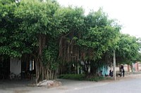 Découverte d'un village des arbres sanh à Nam Dinh  