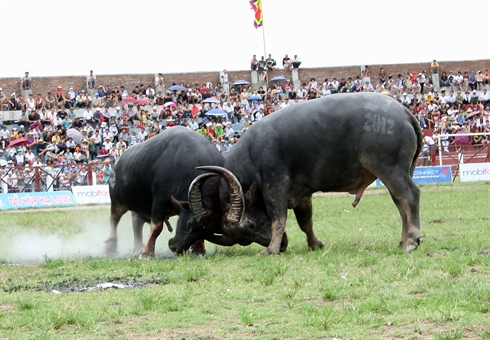 Fête des combats de buffles à Phu Ninh (Phu Tho)