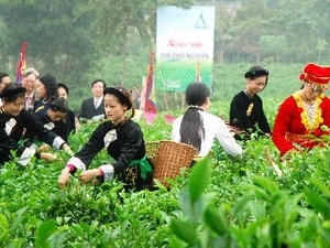 Prochain 2e festival international du thé de Thai Nguyên