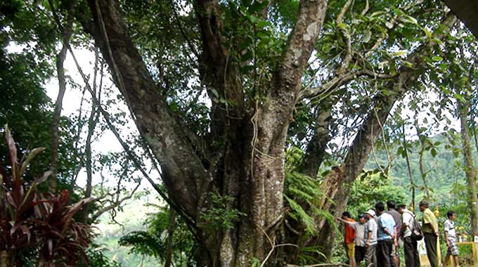 Fokienia forest recognised as heritage tree