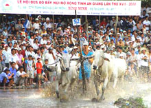 Độc đáo lễ hội “Đua bò Bảy Núi”