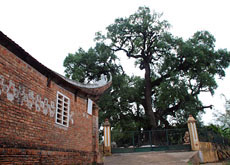 Thăm cây dã hương đại thụ ở Tiên Lục