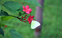 Vườn bướm nhiệt đới ở Đà Nẵng