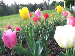 40.000 cành tulip tặng khách dịp Festival hoa Đà Lạt