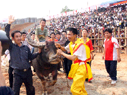 Độc đáo lễ hội chọi trâu Phù Ninh