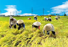 Festival Lúa gạo Việt Nam lần thứ hai