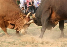 Khai mạc lễ hội chọi bò tại Cao nguyên Đồng Văn