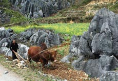 Tuần lễ “Ấn tượng cao nguyên đá Đồng Văn”