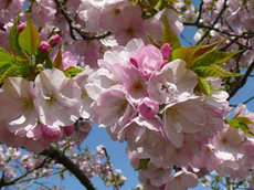 Nhật Bản tặng 100 cây hoa anh đào cho Quảng Ninh