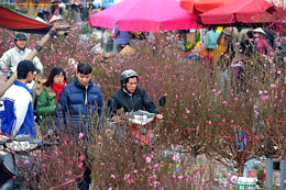 Thủ đô Hà Nội rực rỡ với muôn ngàn loài hoa xuân