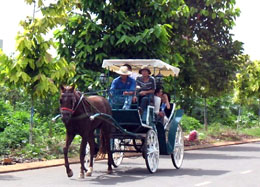 Xe ngựa du lịch ở Buôn Ma Thuột 