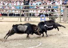 Hoàng Su Phì (Hà Giang) tổ chức Hội chọi Dê 