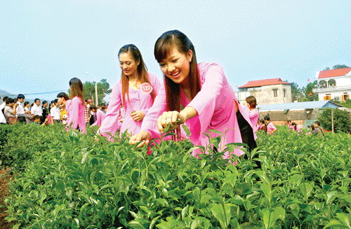 84 đoàn tham gia Festival trà Thái Nguyên lần thứ hai 