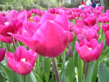 Đến xứ sở Hà Lan, ngắm hoa Tulip