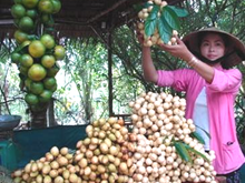 Khai mạc Lễ hội trái cây ngon đồng bằng sông Cửu Long