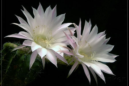 Fleur Quynh (fleur de phyllocactus)
