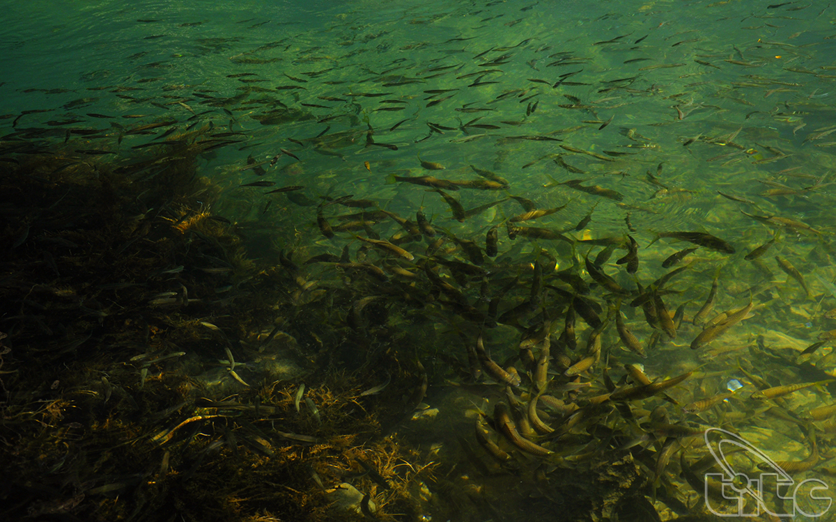 Đàn cá tung tăng bơi lội trong dòng nước trong vắt của suối Lê Nin.