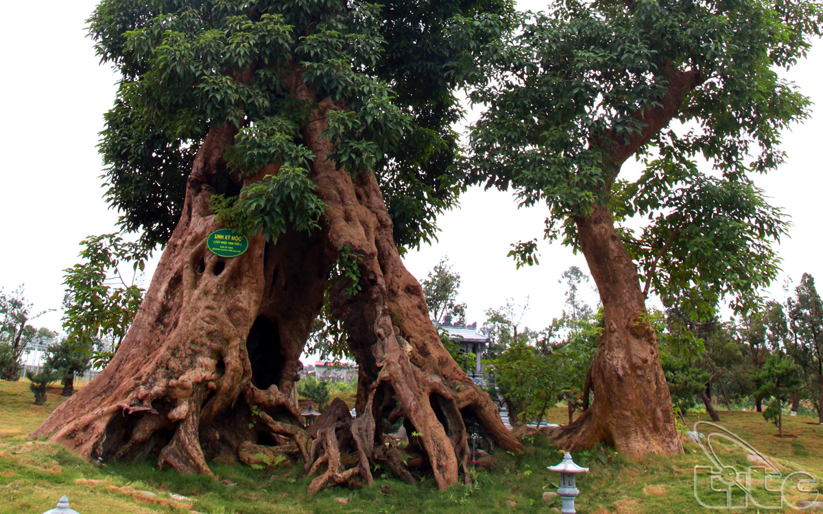 Cây Linh Kỳ Mộc có niên đại lên tới 1.500 tuổi trồng tại nông trại sinh thái Linh Kỳ Mộc - thôn Thịnh Vạn, xã Quảng Thịnh, thành phố Thanh Hóa