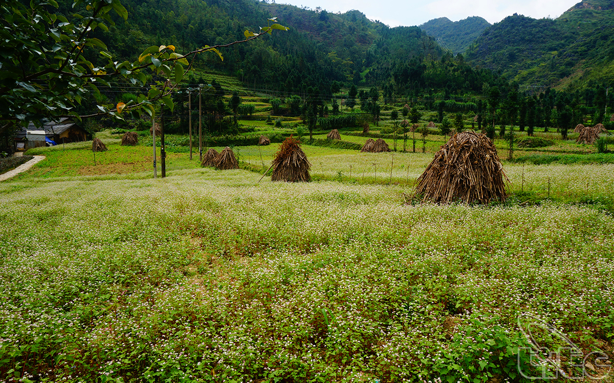 Coming to Ha Giang, visitors don’t miss the opportunity to visit the buckwheat flower fields – the specific flower of Ha Giang