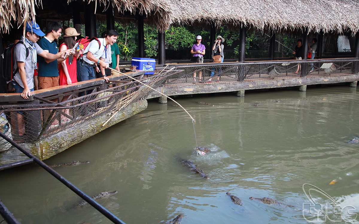 Visitors feeding crocodile
